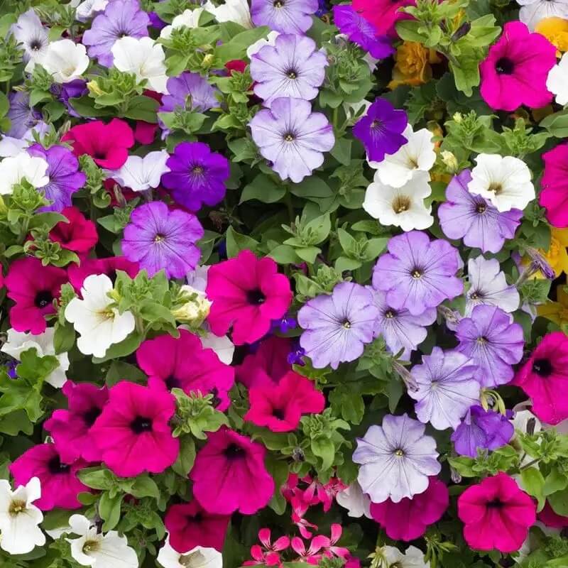 Mixed Laura Seeds – Wildflower Mix, Heirloom