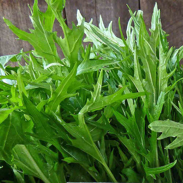 Baby Leaf Seeds – Herbal Plant
