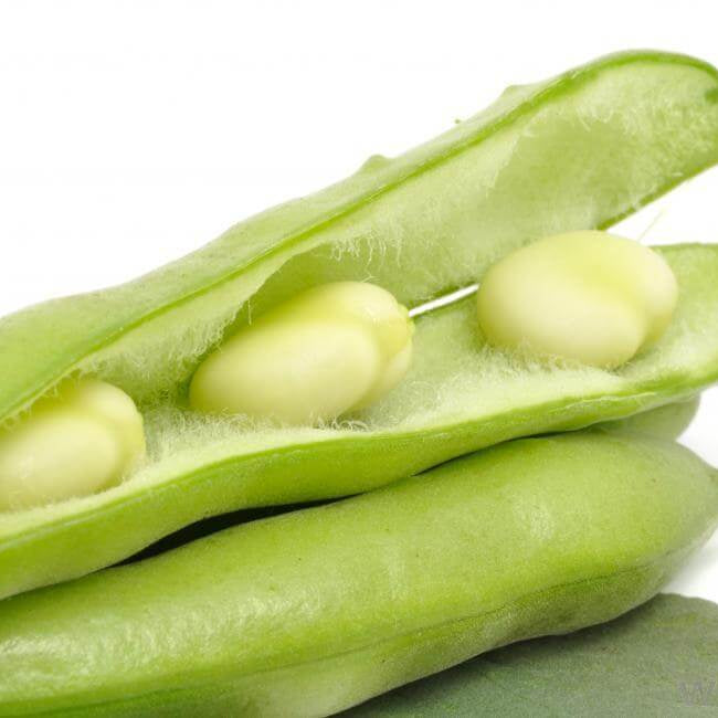 Mogette Bean Seeds – White