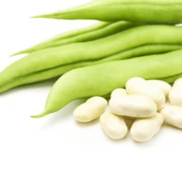 Mogette Bean Seeds – White