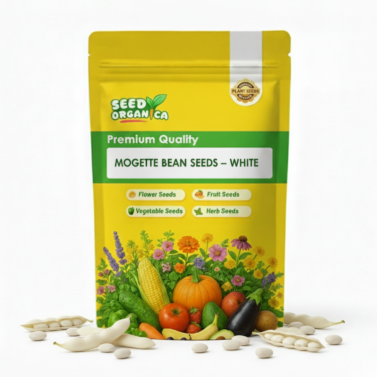 Mogette Bean Seeds – White