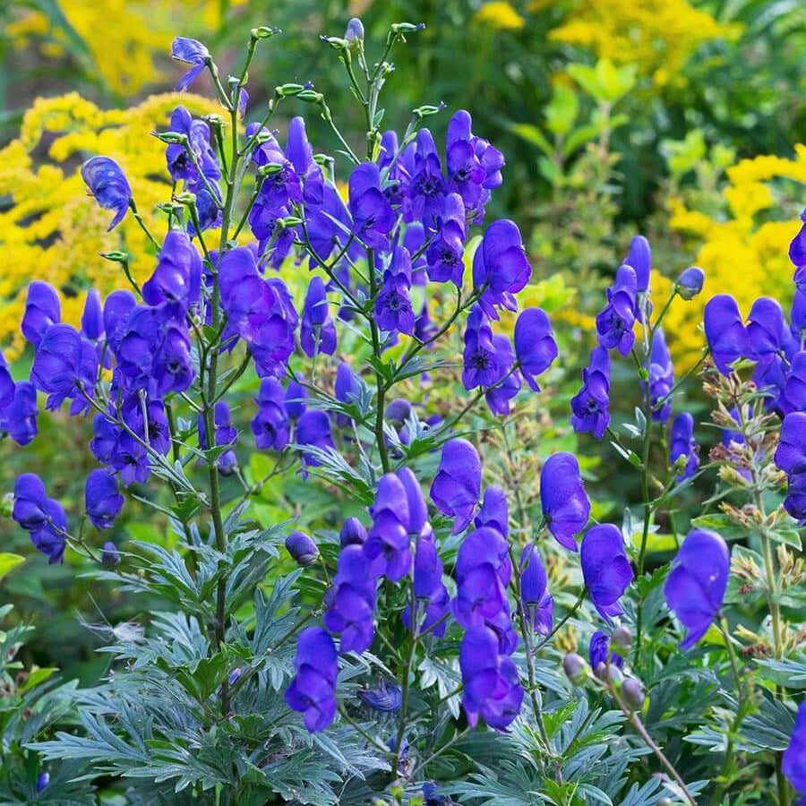 Monkshood Seeds - Flower Plant for Home Gardens
