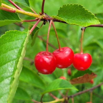 Montmorency Sour Cherry Tree Seeds - Fruit Plant
