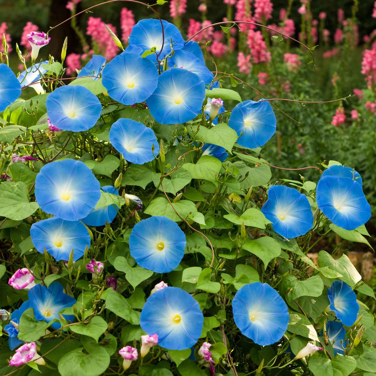 Morning Glory Seeds – Ackerwinde