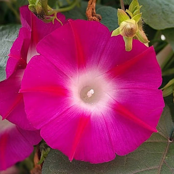 Crimson Rambler Morning Glory Seeds - Flower Plant