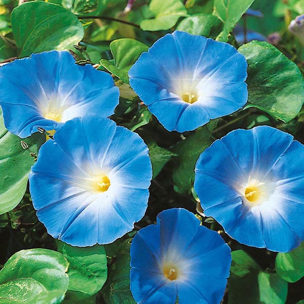 Morning Glory Seeds – Ackerwinde