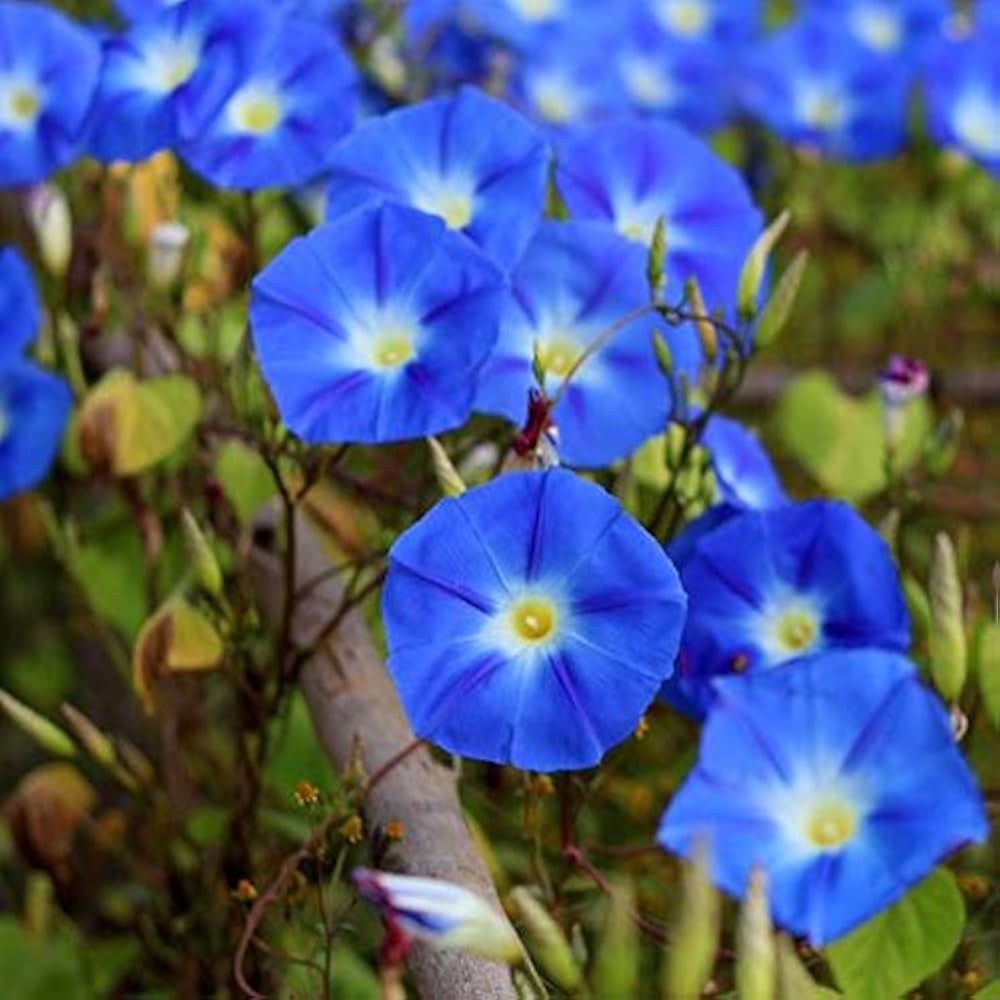 Morning Glory Seeds – Ackerwinde