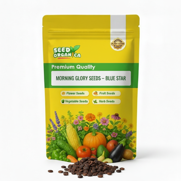Morning Glory Seeds – Blue Star