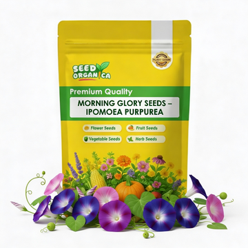 Morning Glory Seeds – Ipomoea Purpurea