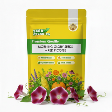 Morning Glory Seeds – Red Picotee