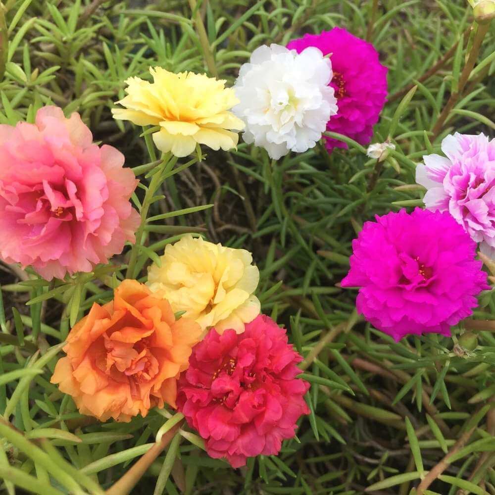 Moss Rose Portulaca Seeds - Flower Plant