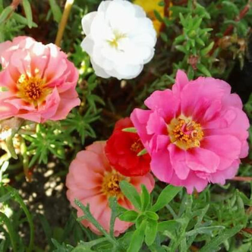 Moss Rose Portulaca Seeds - Flower Plant