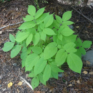 Mountain Asparagus Seeds