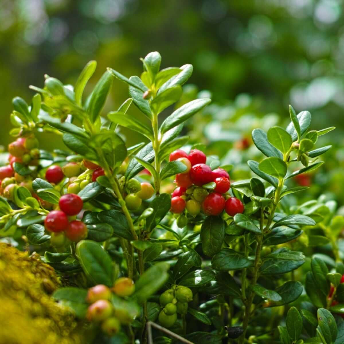 Mountain Cranberry Seeds - Fruit Plant