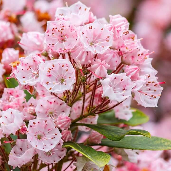 Mountain Laurel Seeds - All In One For Home Gardens