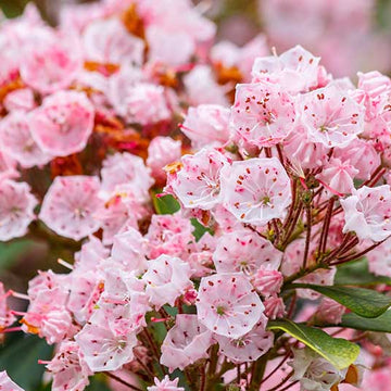 Mountain Laurel Seeds - Flower Plant