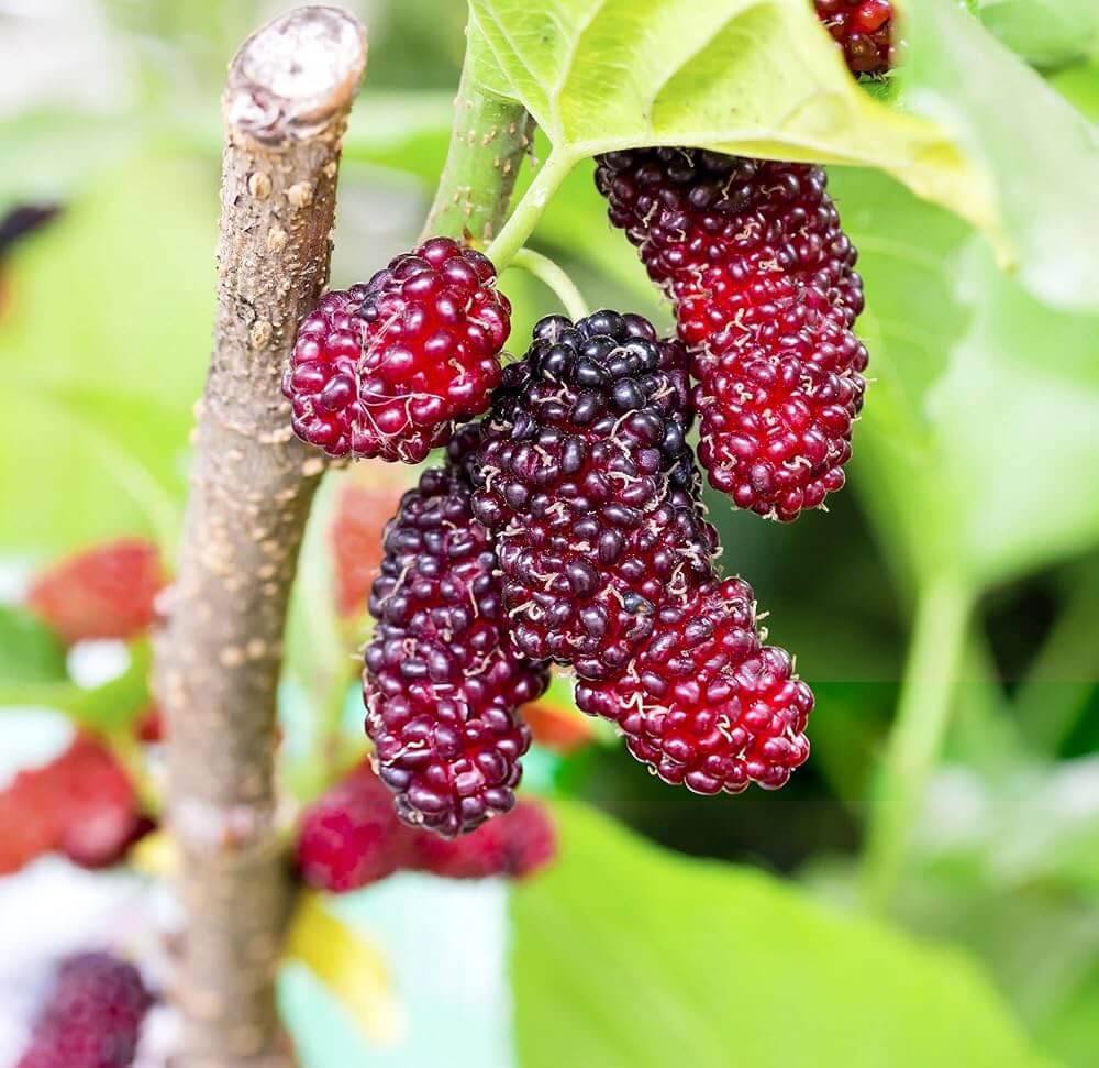 Mulberry Seeds – Russian Morus alba