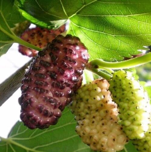 Mulberry Seeds – Russian Morus alba