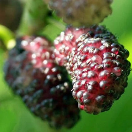 Mulberry Seeds – Russian Morus alba