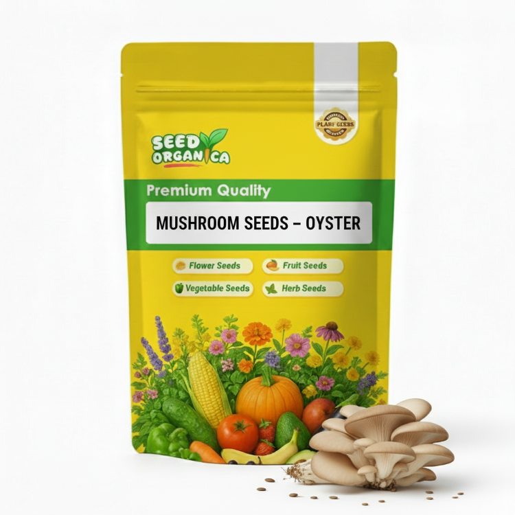 Mushroom Seeds – Oyster