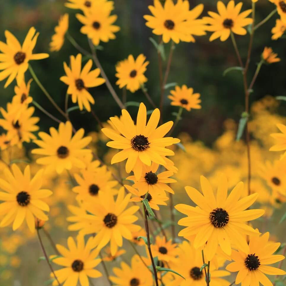 Narrowleaf Sunflower Seeds - Flower Plant