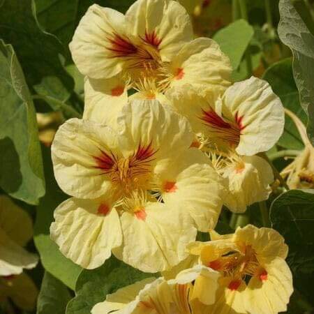 Nasturtium Seeds – Cream