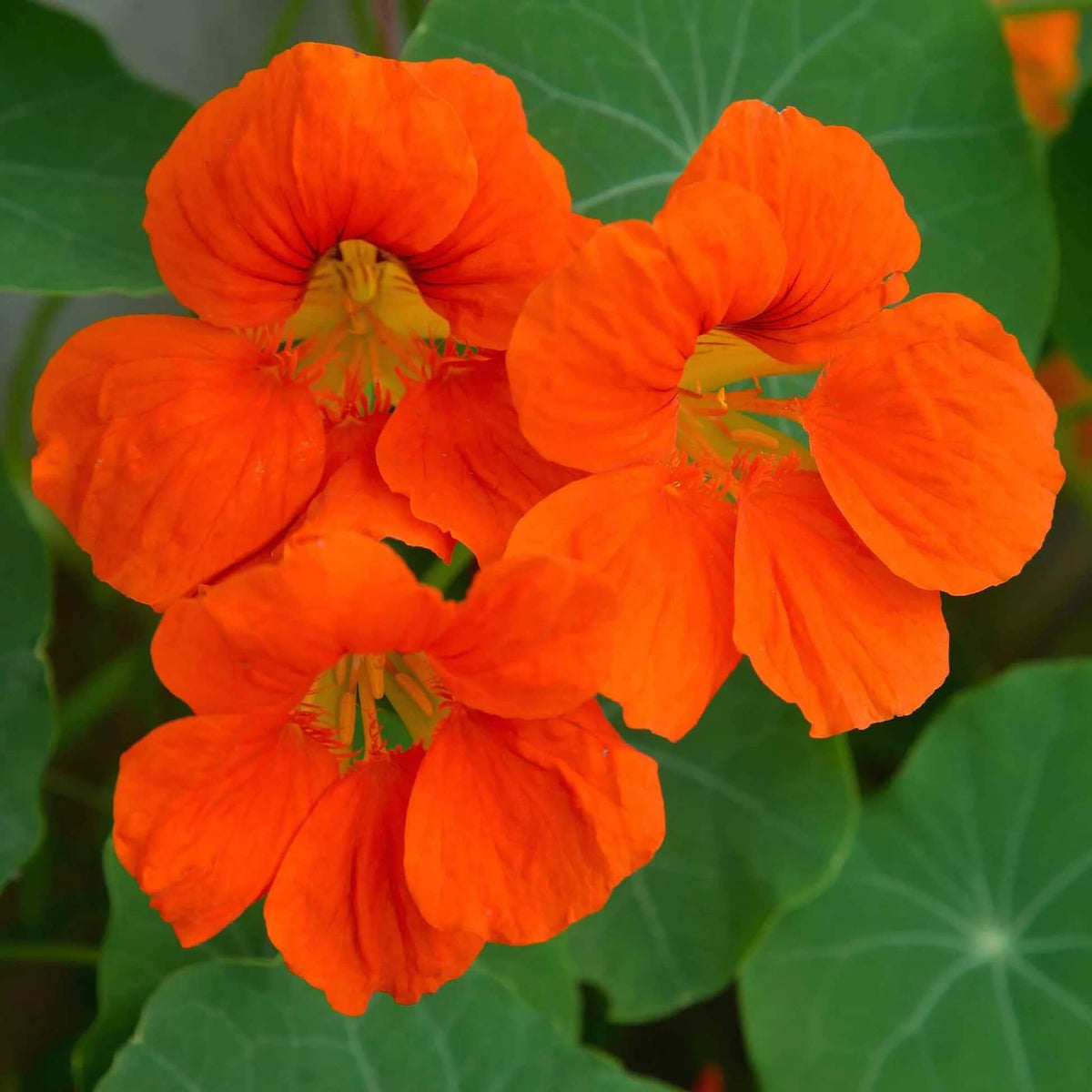 Nasturtium Seeds – Orange
