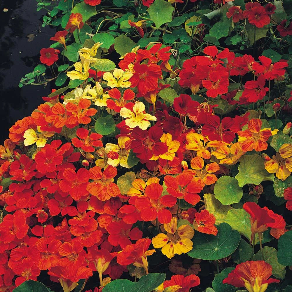 Nasturtium Seeds – Capuchina