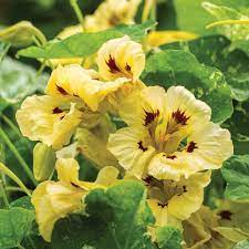 Nasturtium Seeds – Cream