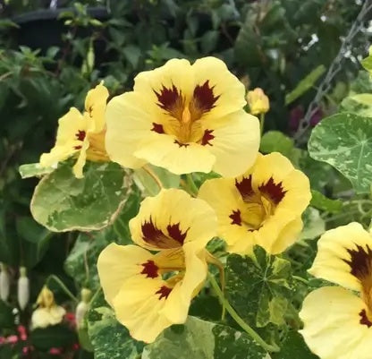 Nasturtium Seeds – Cream