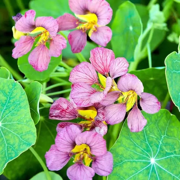 Nasturtium Seeds – Light Purple