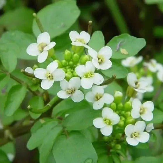 Nasturtium Seeds – Officinale
