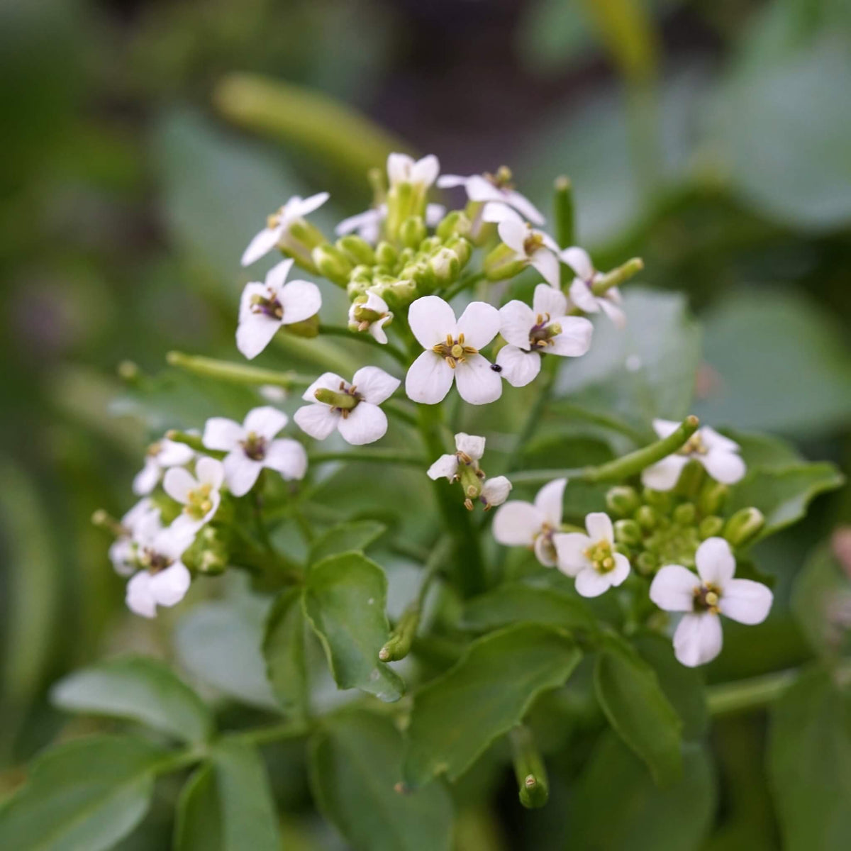 Nasturtium Seeds – Officinale