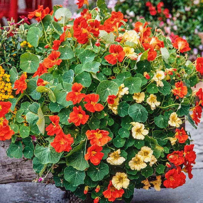 Nasturtium Seeds – Tall Rollier (Tropaeolum majus)