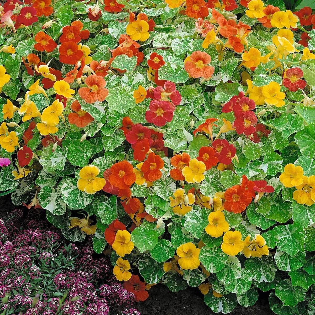 Nasturtium Seeds – Tall Rollier (Tropaeolum majus)