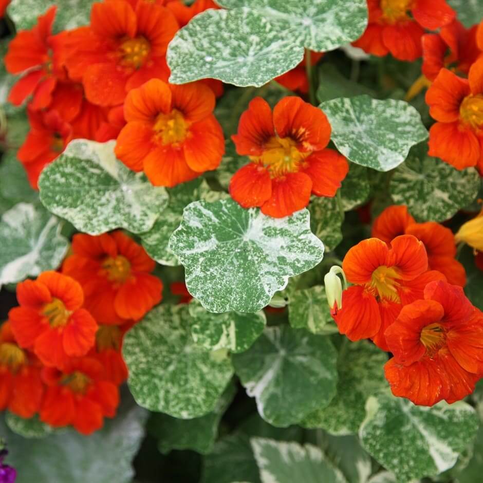 Nasturtium Seeds – Tropaeolum majus