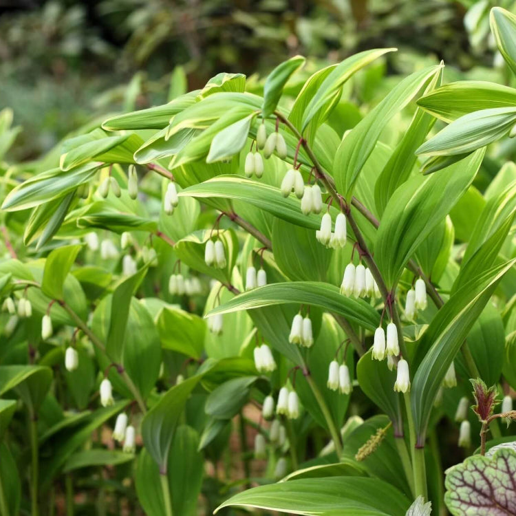 Native Woodland Solomon’s Seal Seeds