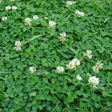 Natural Lawn Alternative Seeds