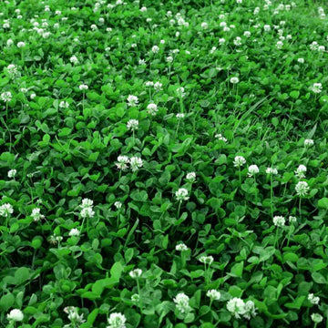 Natural Lawn Alternative Seeds