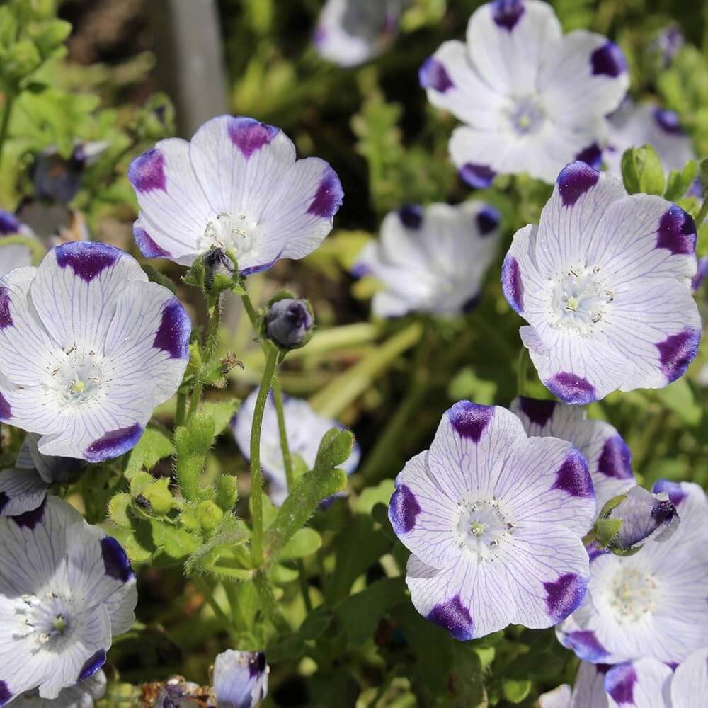 Nemophila Seeds – Five Spot-Wildflower