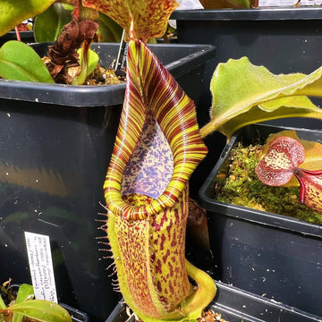 Great Pitcher Plant Seeds – Flower Plant