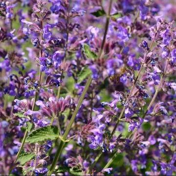 Nepeta Mussinii Seeds - Herbal Plant