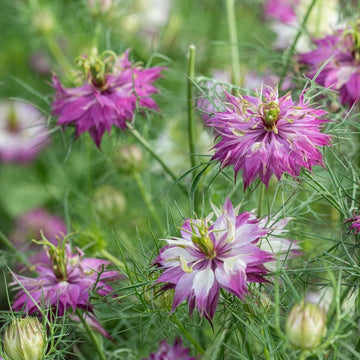 Nigella Seeds – Pink Nigella damascena
