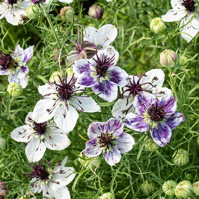 Nigella Seeds – Delft Blue