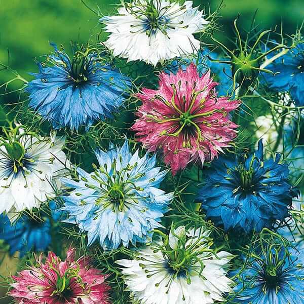 Nigella Seeds – Persian