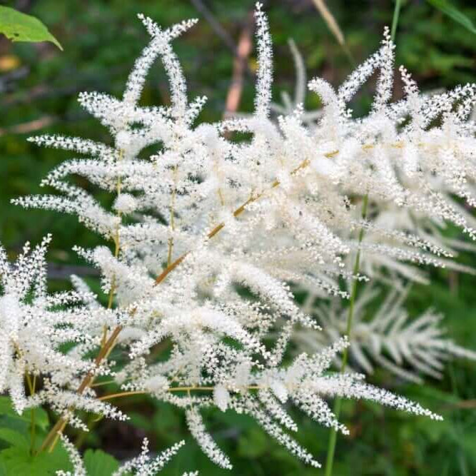 Noble White Goat’s Beard Seeds - Flower Plant