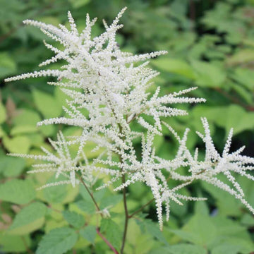 Noble White Goat’s Beard Seeds - Flower Plant