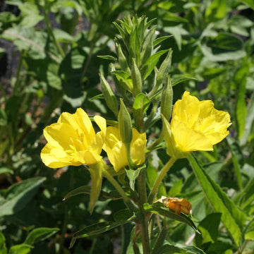 Evening Primrose Oenothera Biennis Seeds – Flower Plant