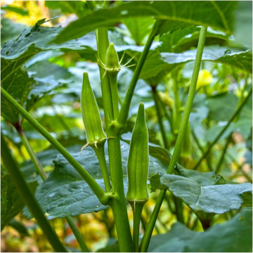 Nombo Giant Philippine Okra Seeds - Vegetable Plant