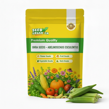 Okra Seeds – Abelmoschus esculentus
